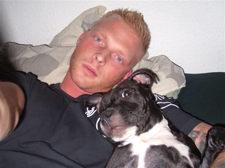 Staffordshire bull terrier Xena billede 17