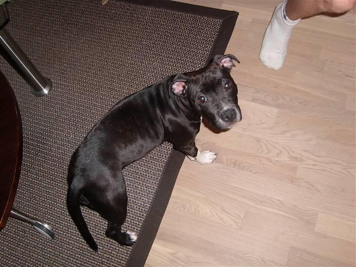 Staffordshire bull terrier Xena - 5½md gammel... billede 18