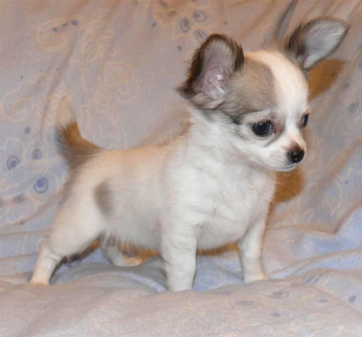 Chihuahua Olympia (død 2022) billede 1