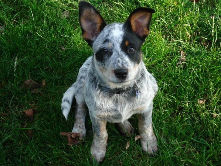 Australsk cattledog Max - Ørene er næsten oppe at stå! billede 8