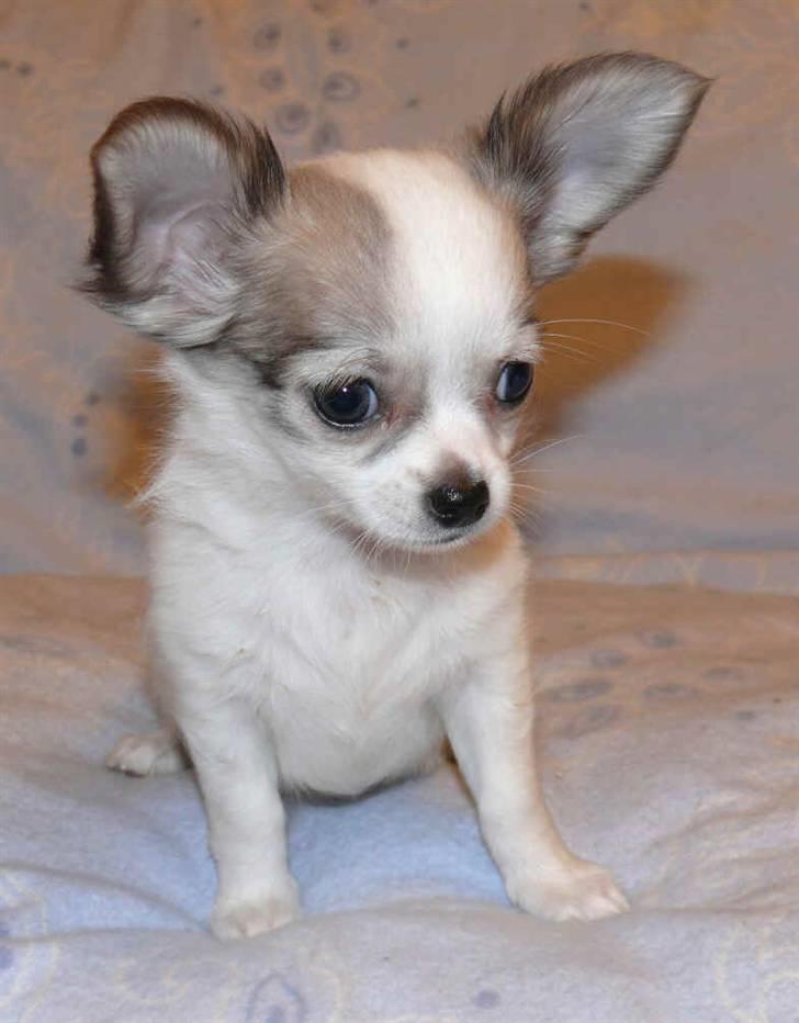 Chihuahua Olympia (død 2022) billede 2