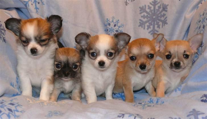 Chihuahua Olympia (død 2022) - olympia nr. 3 sammen med hendes søskende billede 3