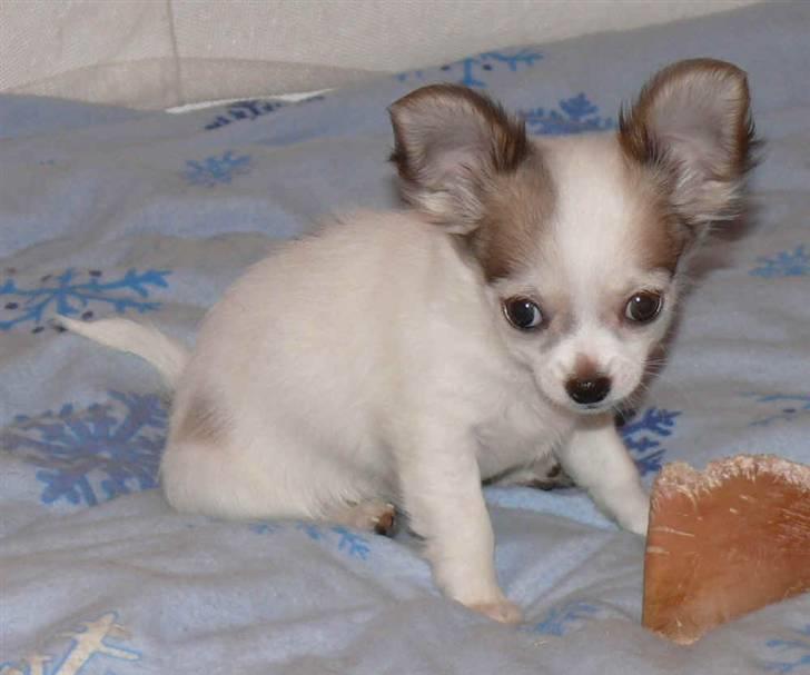 Chihuahua Olympia (død 2022) billede 4