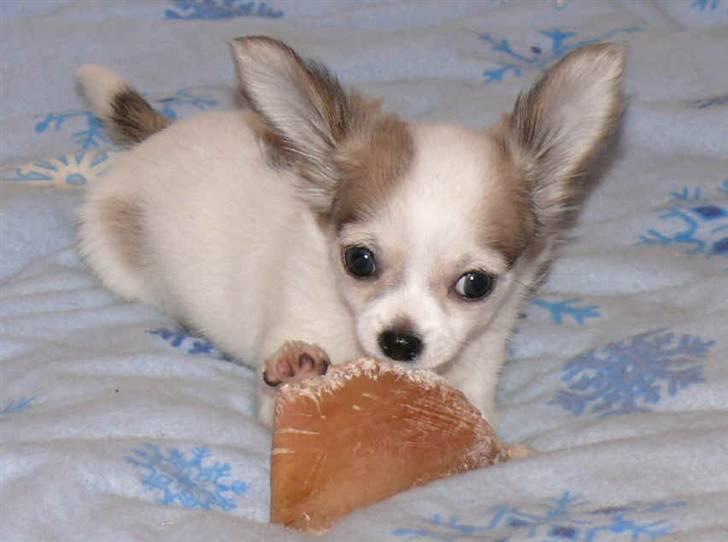 Chihuahua Olympia (død 2022) billede 5