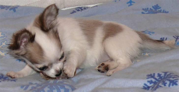 Chihuahua Olympia (død 2022) billede 6