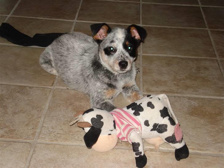 Australsk cattledog Max - Koen var yndlingsbamsen i lang tid, inden den forsvandt sporløst... billede 9