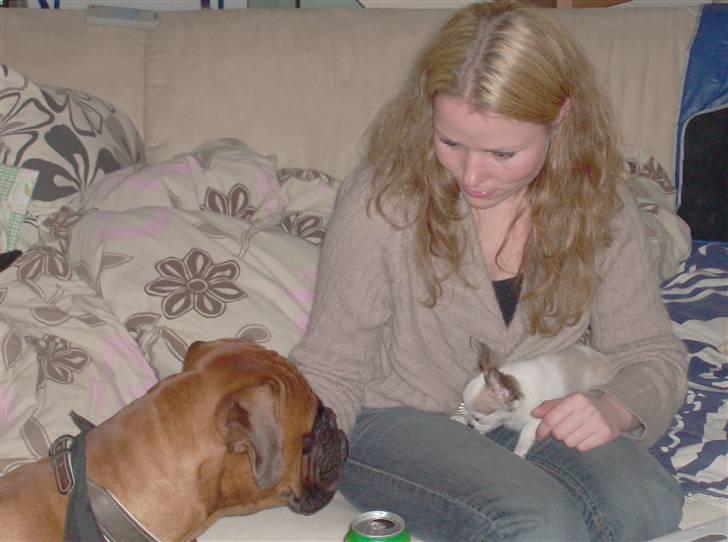 Chihuahua Olympia (død 2022) billede 7