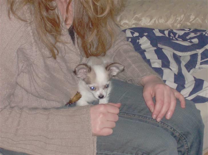 Chihuahua Olympia (død 2022) billede 8