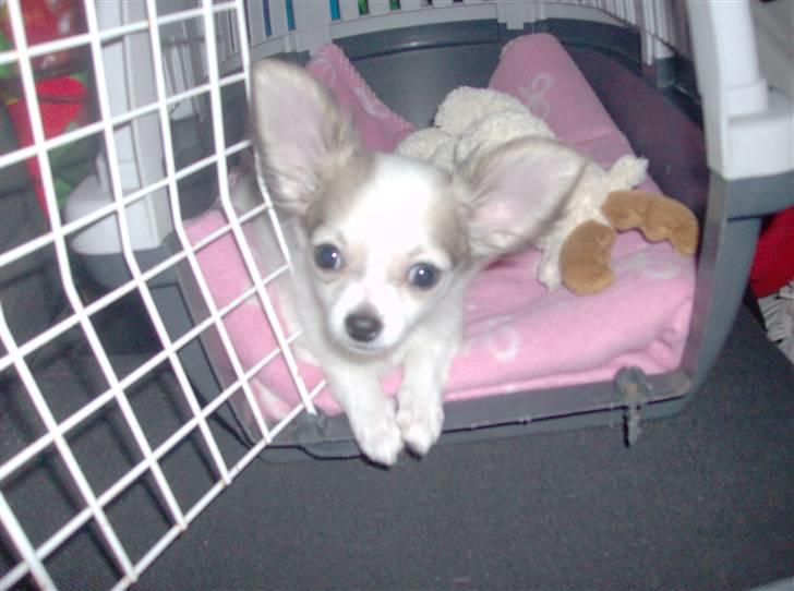 Chihuahua Olympia (død 2022) billede 9