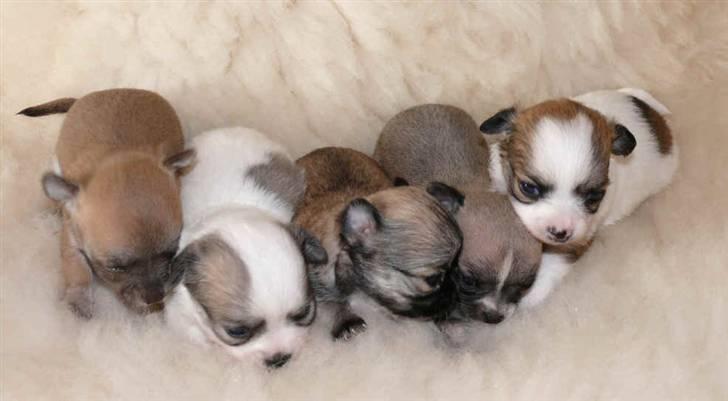 Chihuahua Olympia (død 2022) billede 10