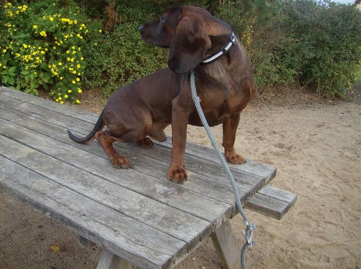 Bayersk vildtsporhund Thor <'3 - Velkommen ;] , Til Thor´s Profil <3 Lig en Komentar & Så Lige en Lille Bedømelse ;] Foto: Kira Jensen billede 1