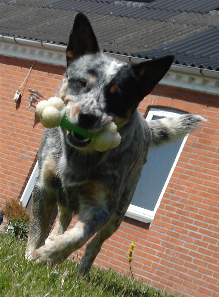 Australsk cattledog Max - Fluejagt i haven... billede 10