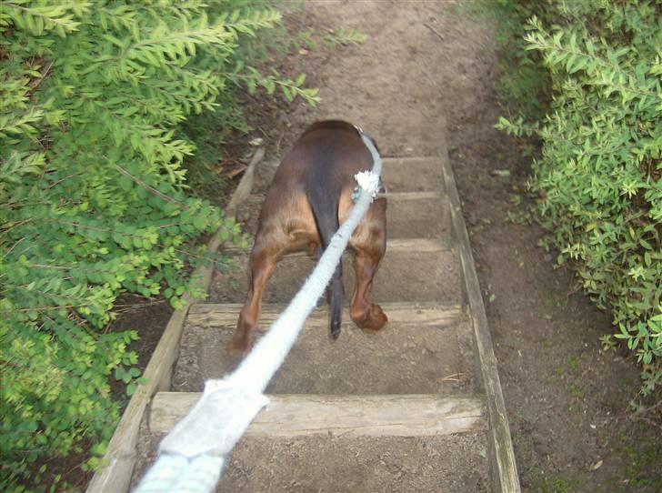 Bayersk vildtsporhund Thor <'3 - Her er Thor Og Jeg På Vej Ned Af Trapperne . Foto: Kira Jensen. billede 2