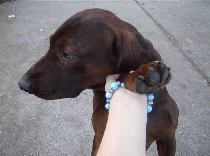 Bayersk vildtsporhund Thor <'3 - Thor, På To Ben Og Giver Pote.. billede 3