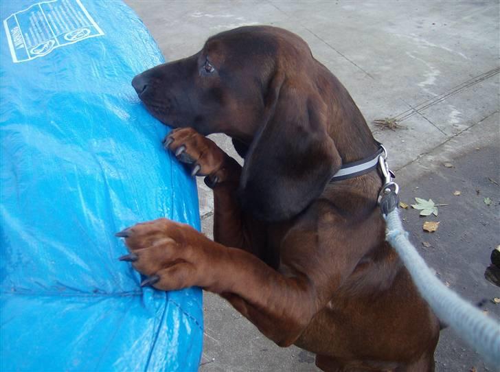 Bayersk vildtsporhund Thor <'3 - Thor Vil Herne På , Trampolinen. billede 4