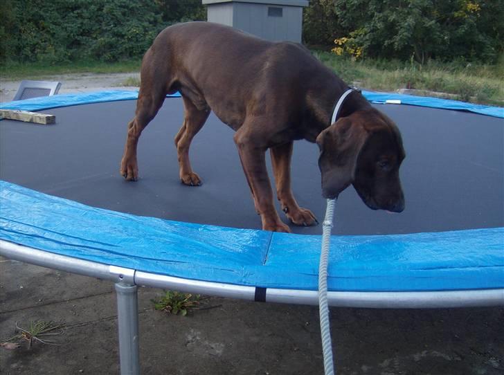 Bayersk vildtsporhund Thor <'3 - Så Kom Han OP ;] Foto: Kira Jensen billede 5