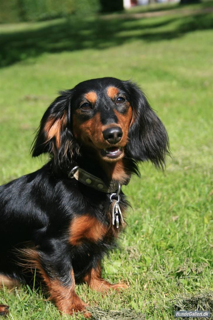 Dværggravhund Munthe billede 6