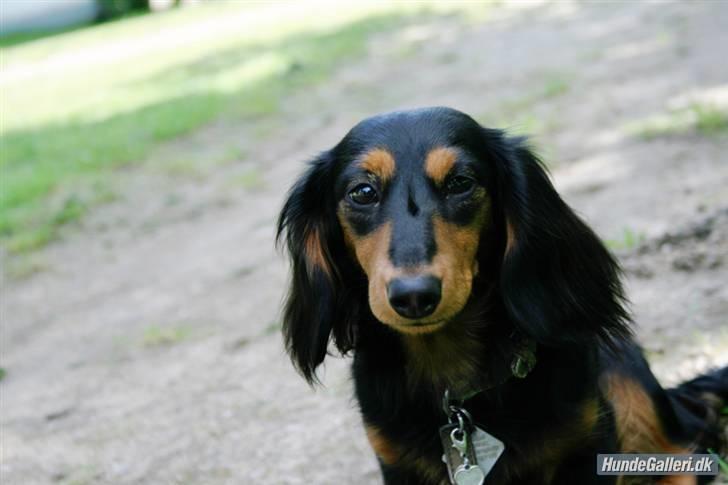 Dværggravhund Munthe billede 7