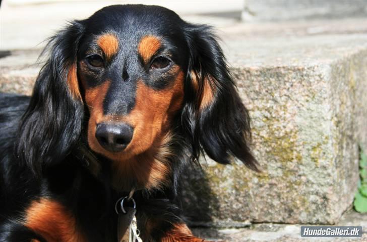 Dværggravhund Munthe billede 2