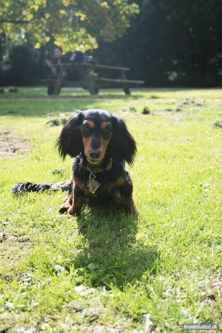 Dværggravhund Munthe billede 4