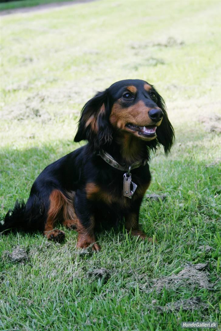 Dværggravhund Munthe billede 8