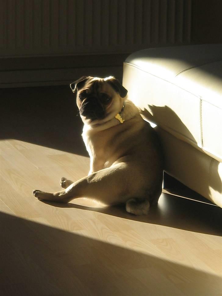Mops Buster Perry Nielsen - November 2008 Buster sidder lige og nyder solen :) billede 13
