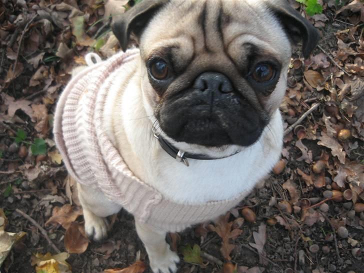 Mops Buster Perry Nielsen billede 14