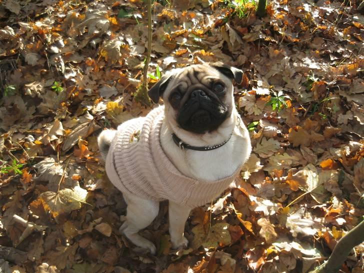 Mops Buster Perry Nielsen billede 15