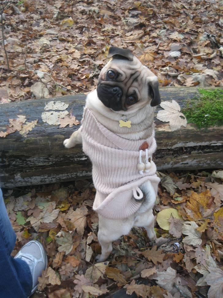 Mops Buster Perry Nielsen billede 16