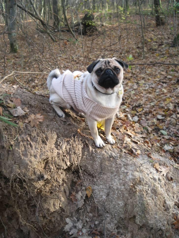 Mops Buster Perry Nielsen billede 17