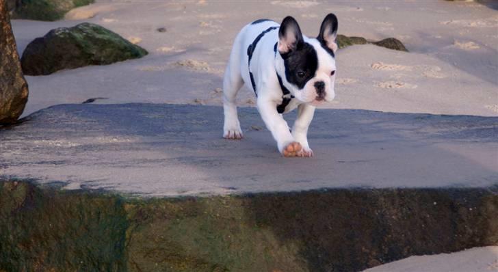 Fransk bulldog Cæzar billede 7