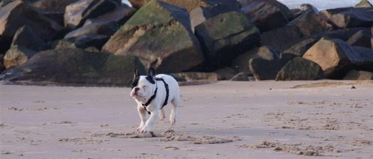 Fransk bulldog Cæzar billede 8