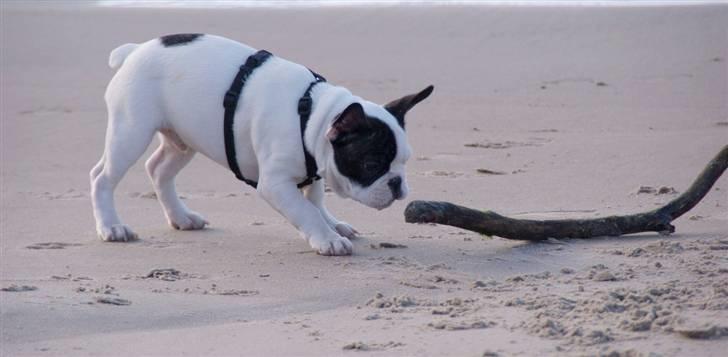 Fransk bulldog Cæzar billede 9