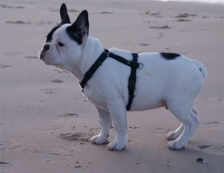 Fransk bulldog Cæzar billede 10