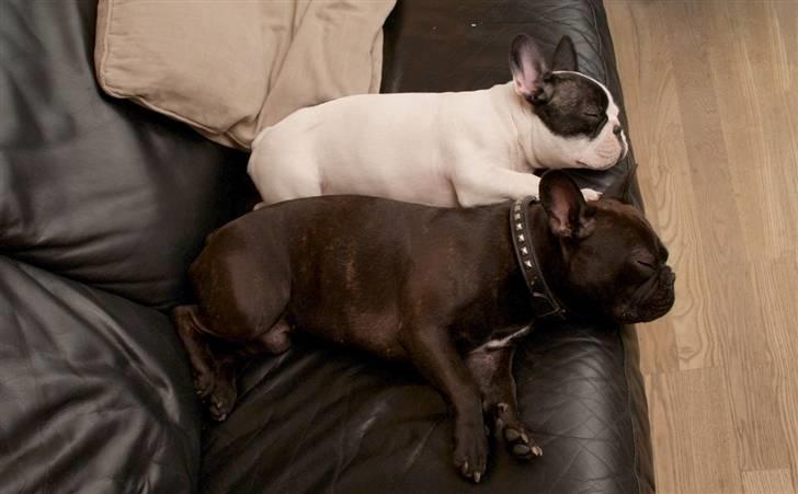 Fransk bulldog Cæzar billede 11