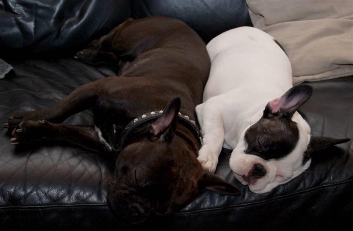 Fransk bulldog Cæzar billede 12