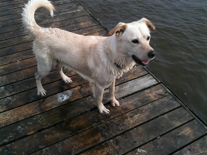 Blanding af racer Ramses billede 2