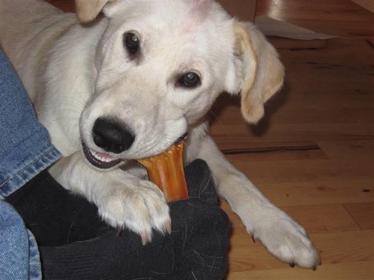 Blanding af racer Ramses - Ben, ben, ben.. umm, dejligt.. :) billede 3