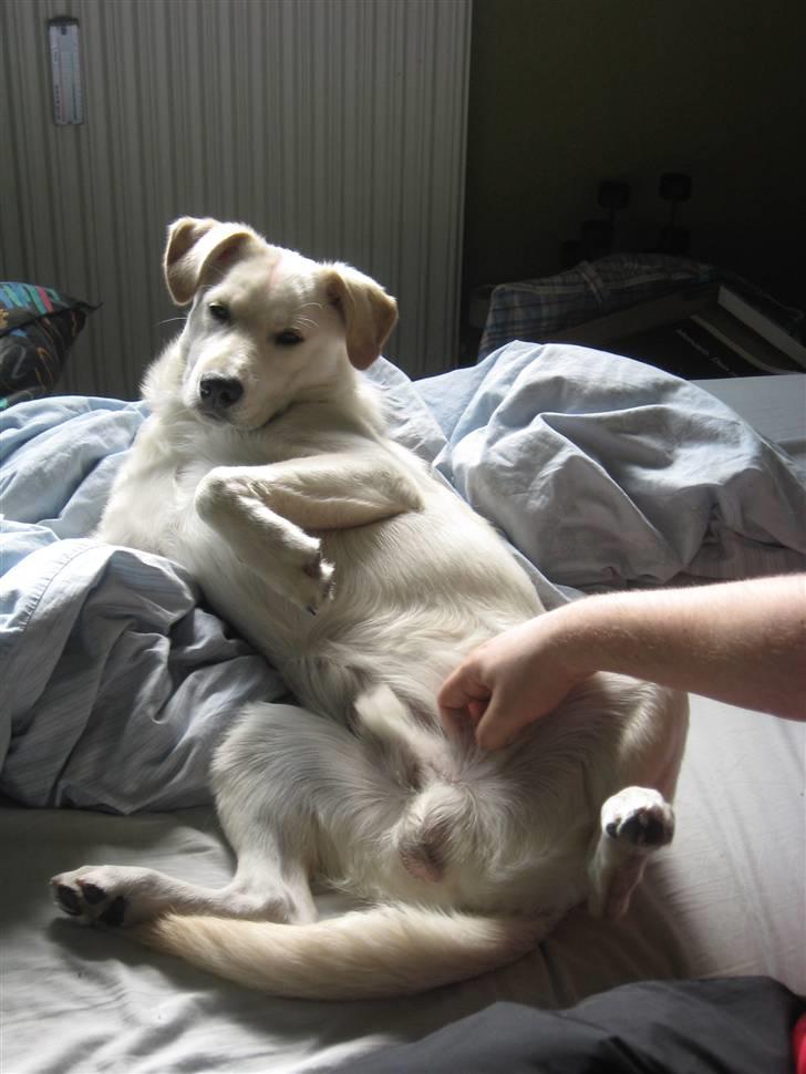 Blanding af racer Ramses - Elsker når jeg bliver nusset.. :) kommer du så os snart med maden.. :D billede 4