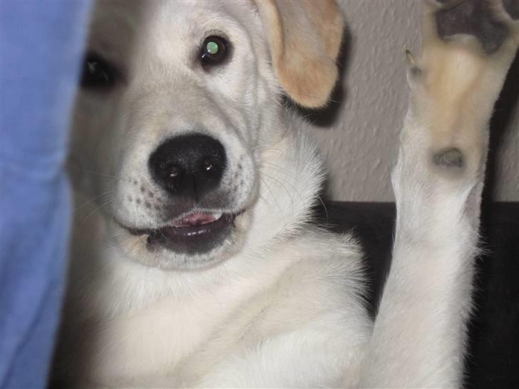 Blanding af racer Ramses - haii five..  :) billede 5