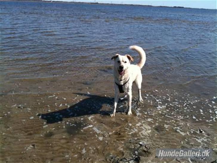 Blanding af racer Ramses billede 6