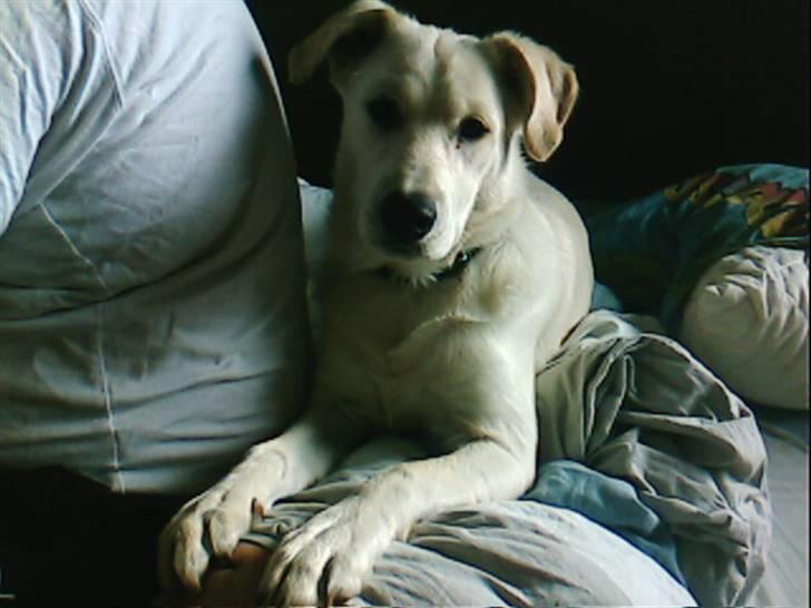 Blanding af racer Ramses billede 7