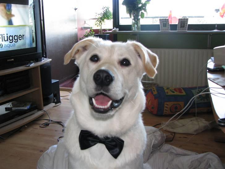 Blanding af racer Ramses - Klar til fest.. :) billede 9