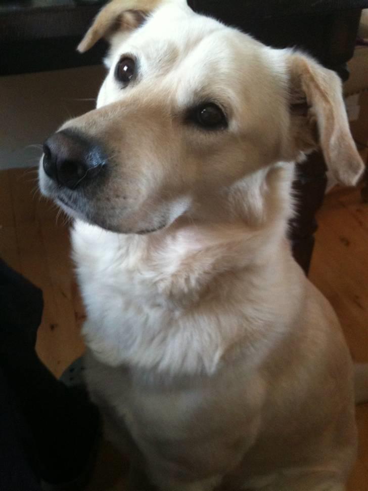 Blanding af racer Ramses - Hip hurra det min fødselsdag.. :) billede 10