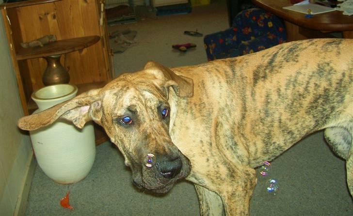 Grand danois Sassy (Siciliano Jazz) - Hey...Var det ikke...? JOOOW det VAR sæbebobler...Jubiiii! billede 15