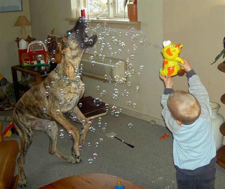 Grand danois Sassy (Siciliano Jazz) - Så går legen igang... marcus på 3 og sassyelsker at lege sammen. billede 16