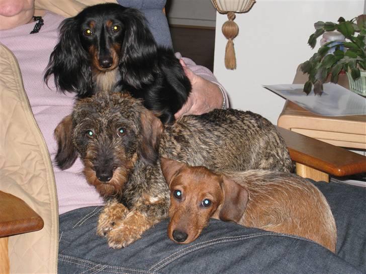 Miniature gravhund Cheerup - Cheerup sort langhåret mini. Maja vildtfarvet ruhåret dværg. Duna rød ruhåret mini. billede 2