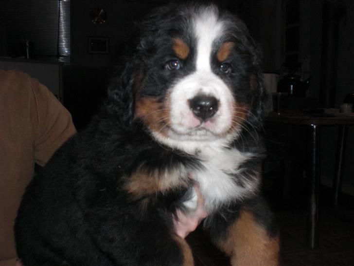 Berner sennenhund Moonsister's Dark shoes (Maggie) - Velkommen til Maggie :)  her er hun 7 uger ;)  billede 1