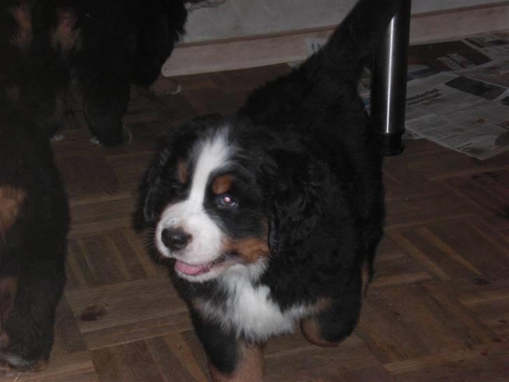 Berner sennenhund Moonsister's Dark shoes (Maggie) - Maggie vandre lige rundt :D billede 2