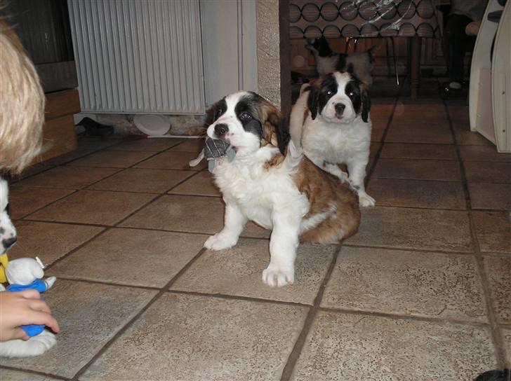 Sankt bernhardshund tjalle - tjalle der står bagerst billede 10